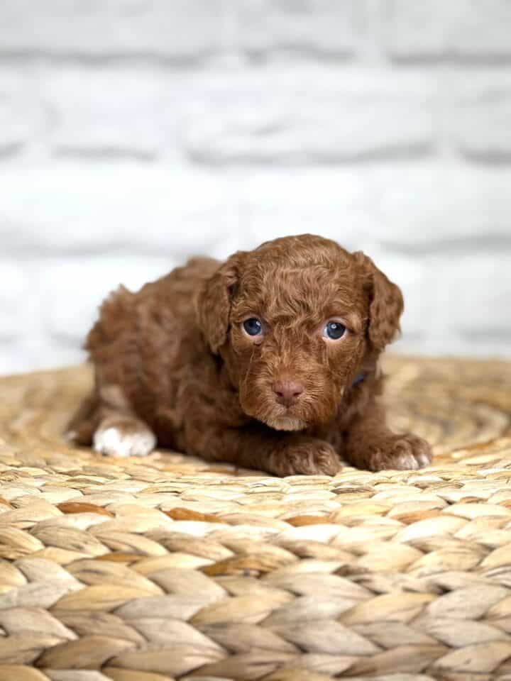 goldendoodle puppy