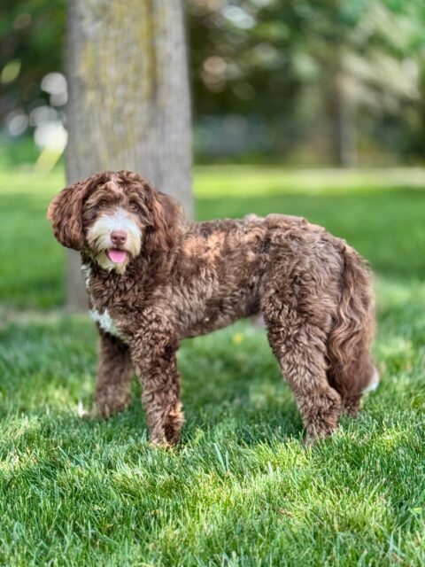 bernedoodle stud
