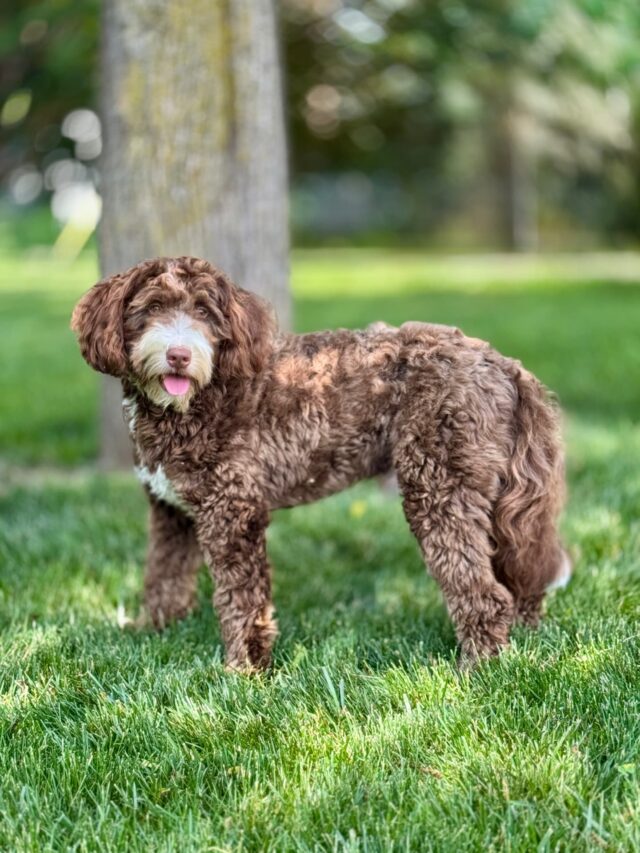 bernedoodle stud