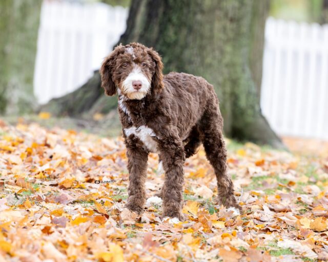 bernedoodle stud