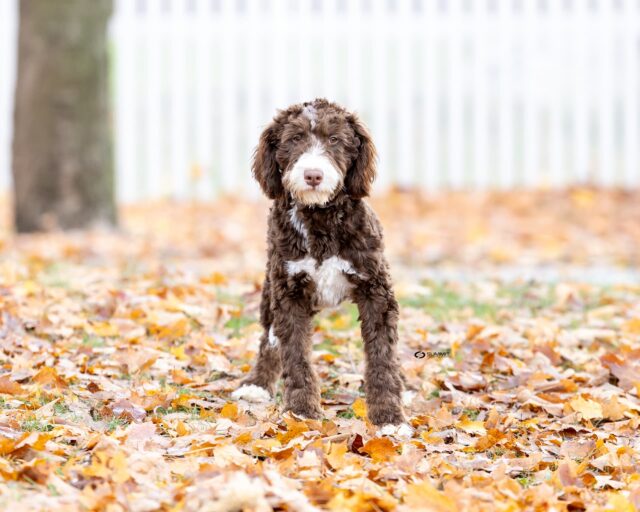 bernedoodle stud