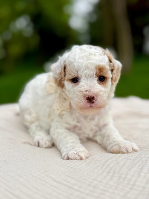 poodle puppy