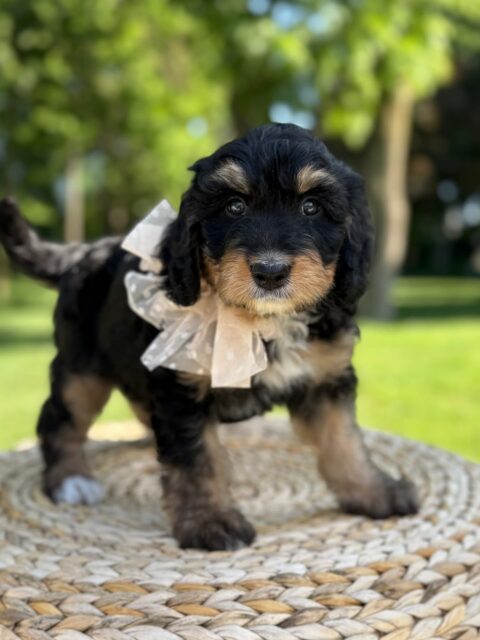 bernedoodle puppy