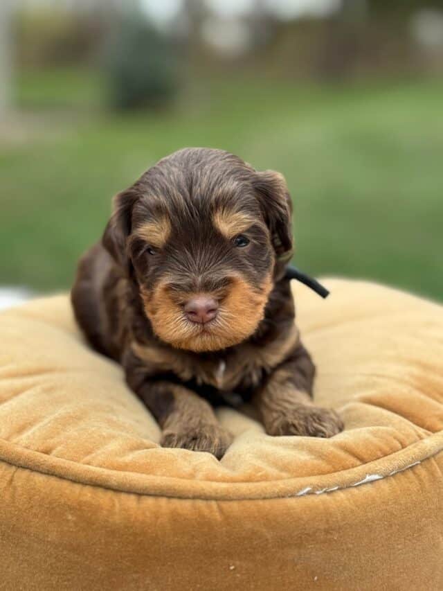 bernedoodle puppy