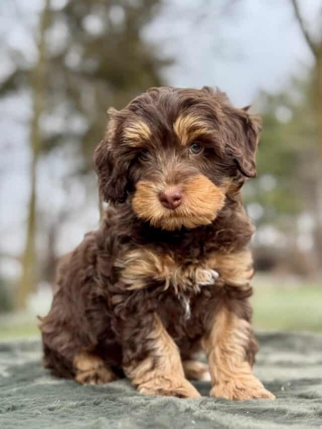 bernedoodle puppy