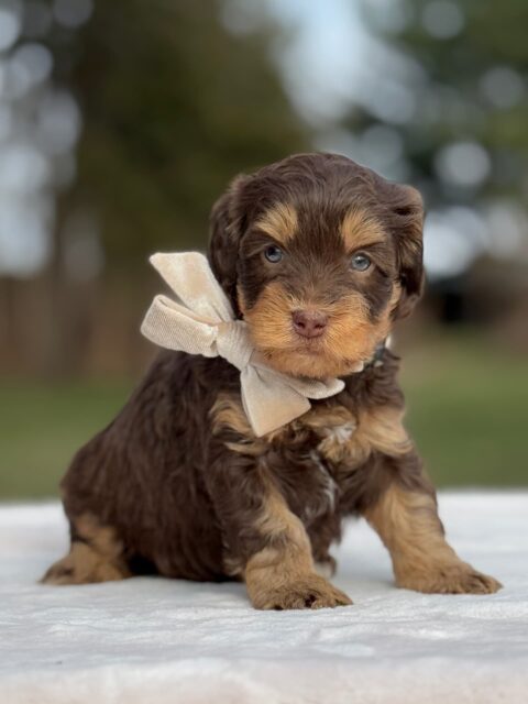 bernedoodle puppy