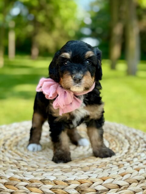 bernedoodle puppy