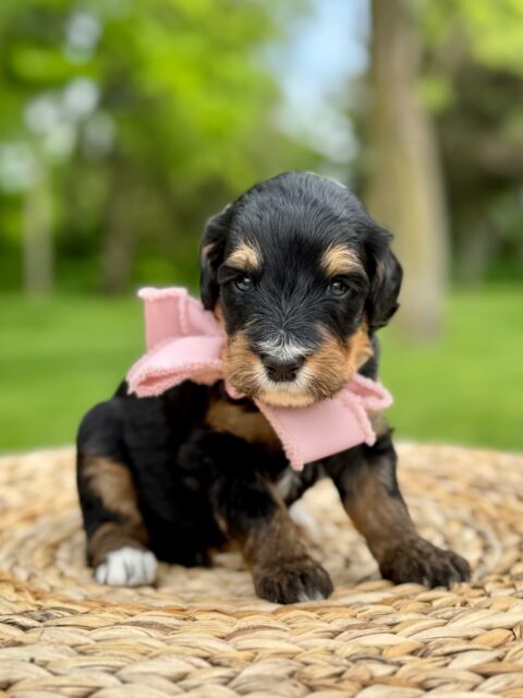 bernedoodle puppy