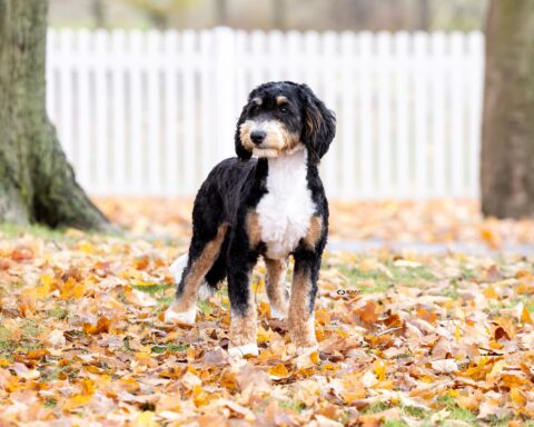 bernedoodle stud