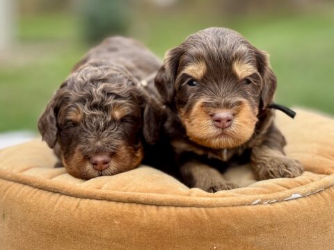 bernedoodle puppies