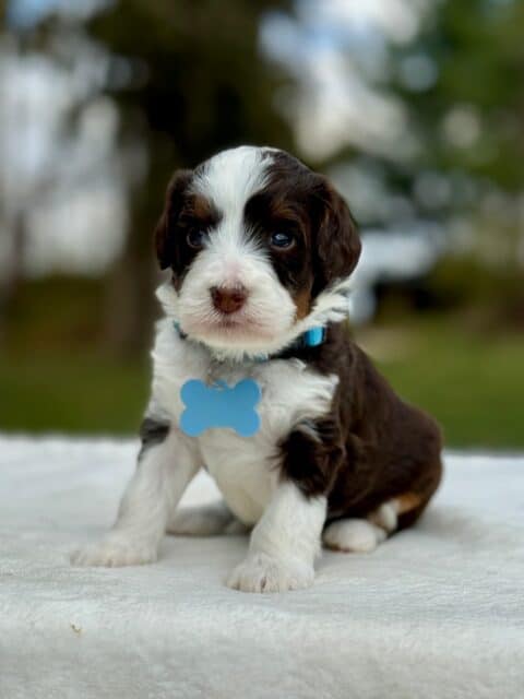 bernedoodle puppy