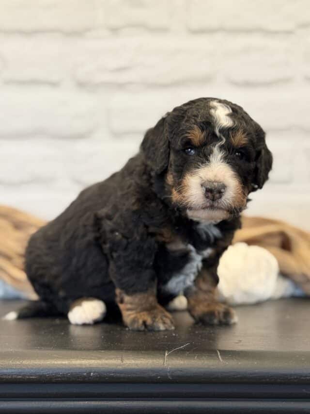 bernedoodle puppy