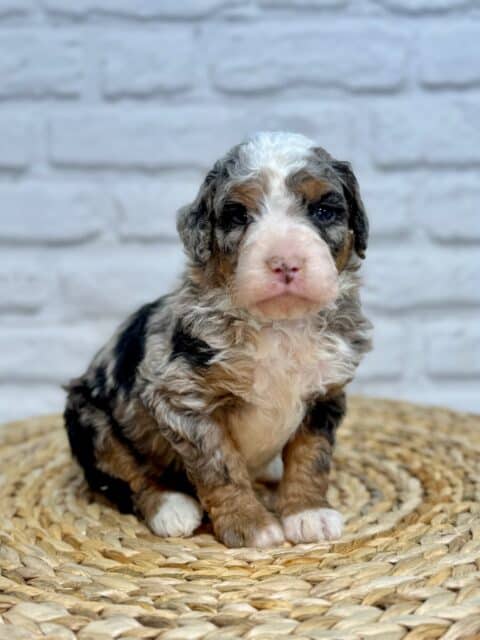 bernedoodle puppy