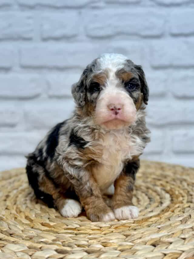 bernedoodle puppy