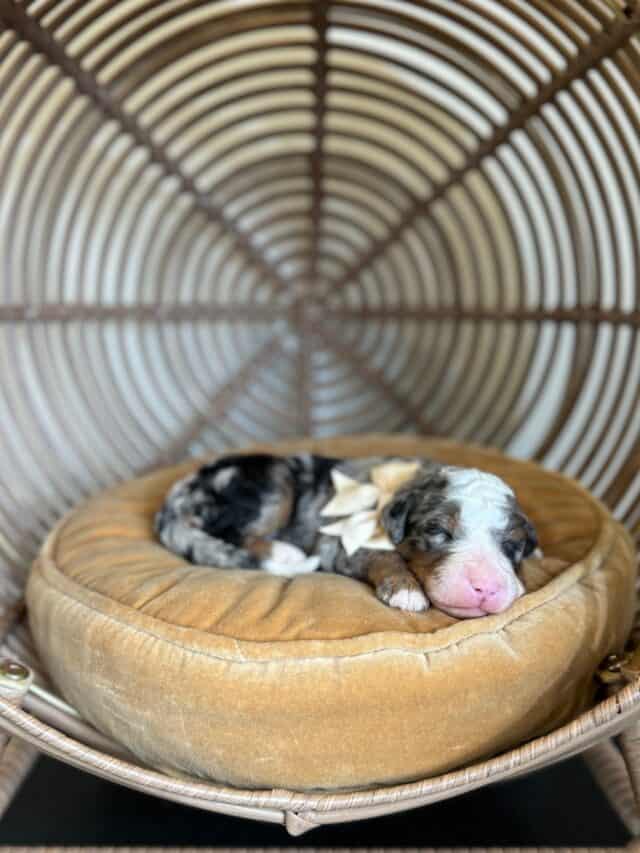 bernedoodle puppy