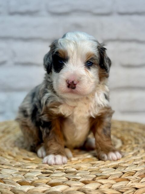 bernedoodle puppy