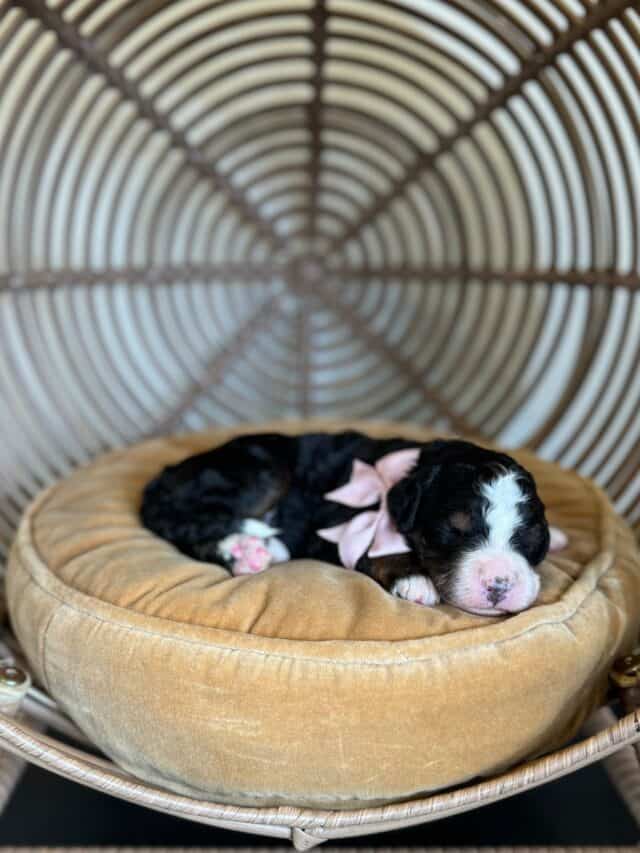 bernedoodle puppy