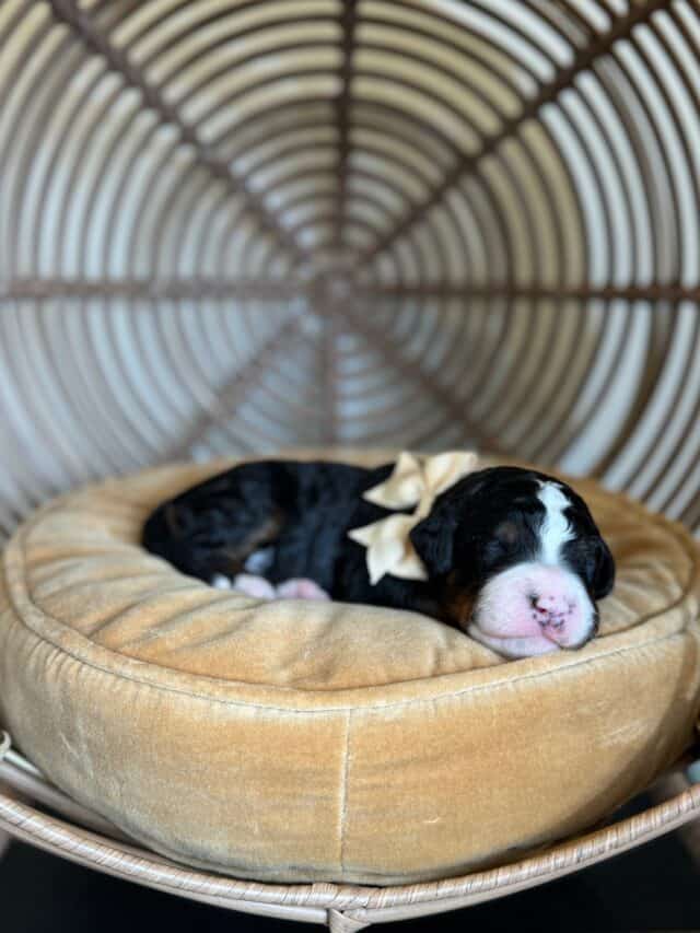 bernedoodle puppy