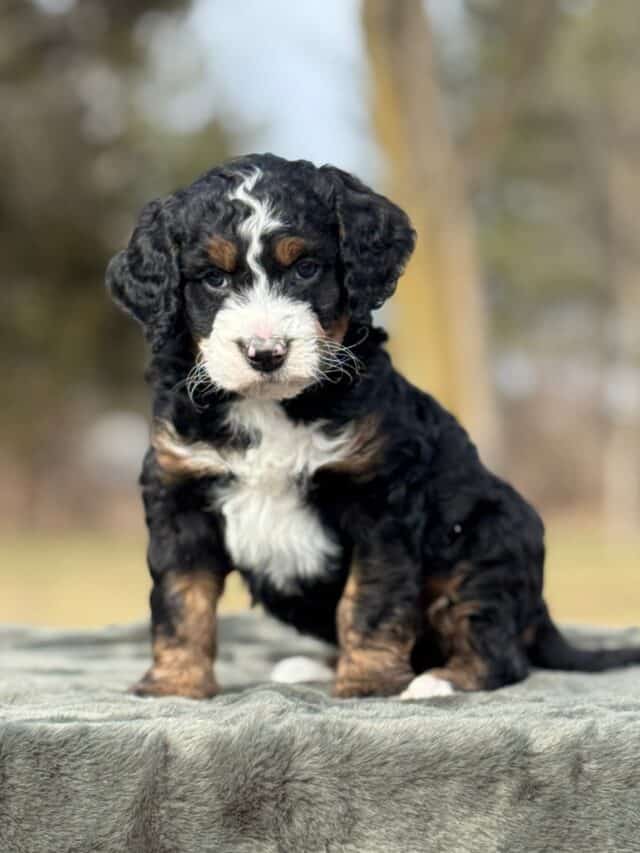 bernedoodle puppy