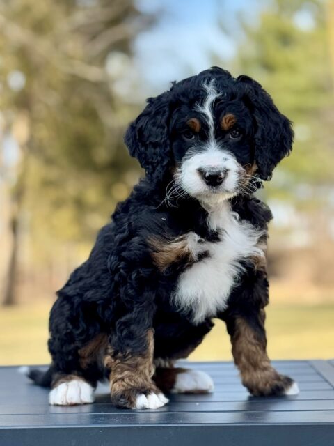 bernedoodle puppy