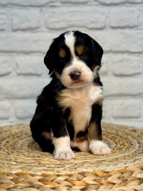 bernedoodle puppy