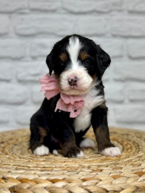 bernedoodle puppy