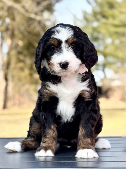 bernedoodle puppy