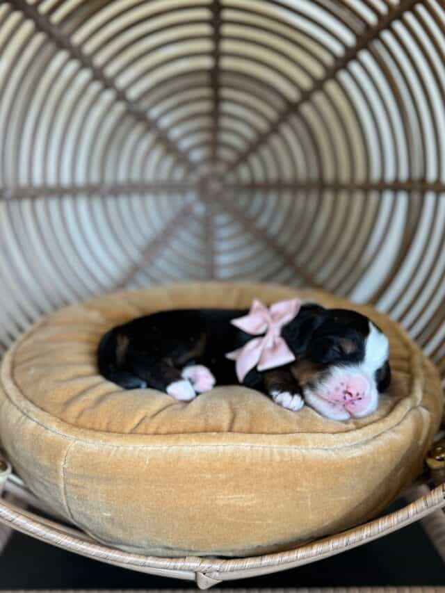 bernedoodle puppy