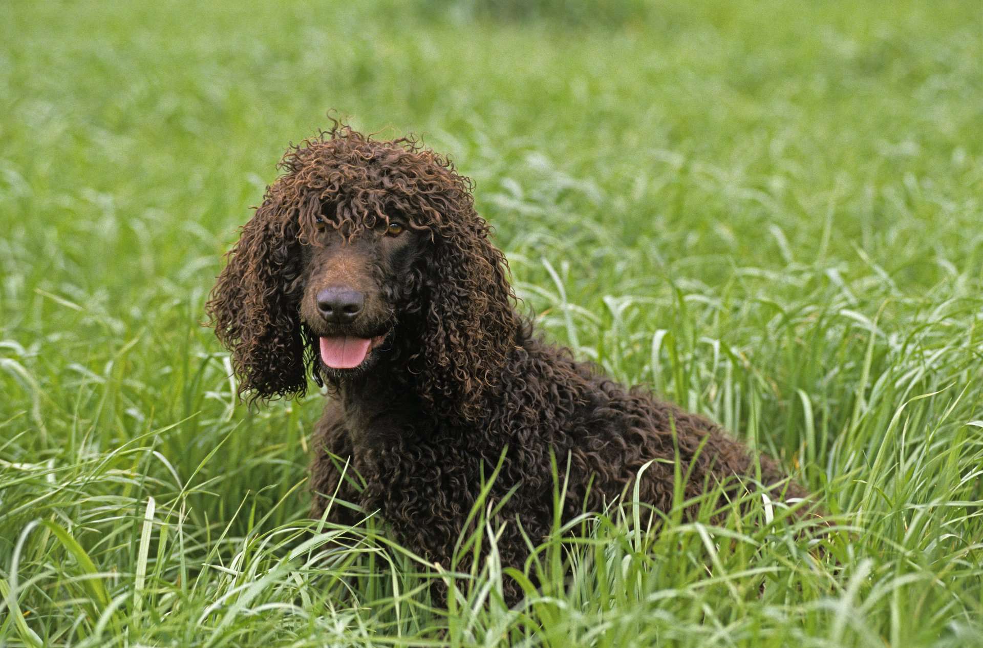 Irish Water Spaniel sitting in tall grass