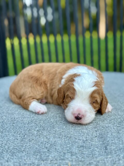 bernedoodle puppy
