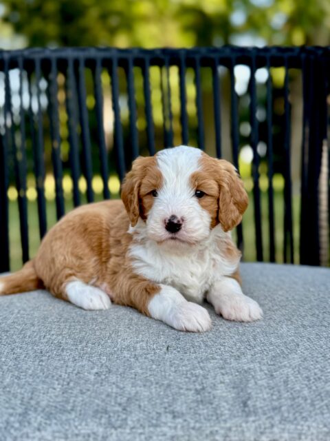 bernedoodle puppy