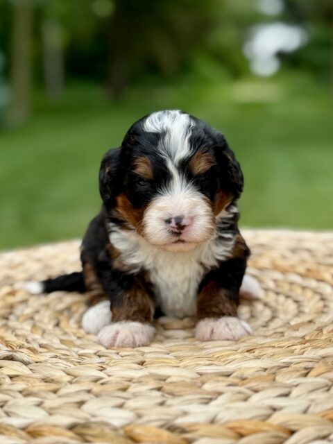 bernedoodle puppy