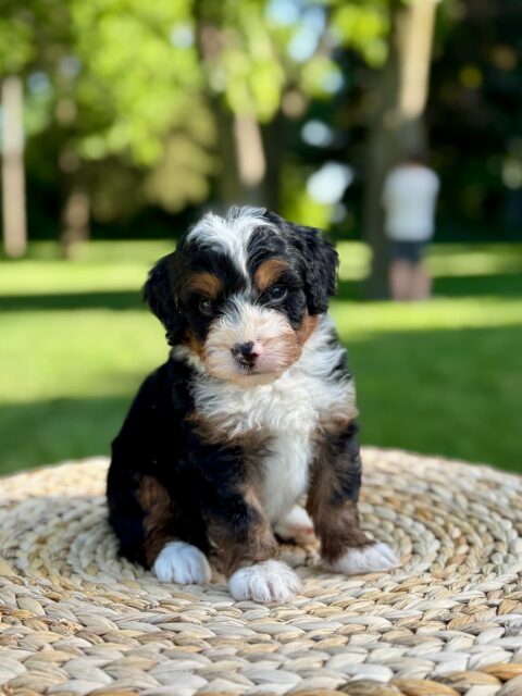 bernedoodle puppy