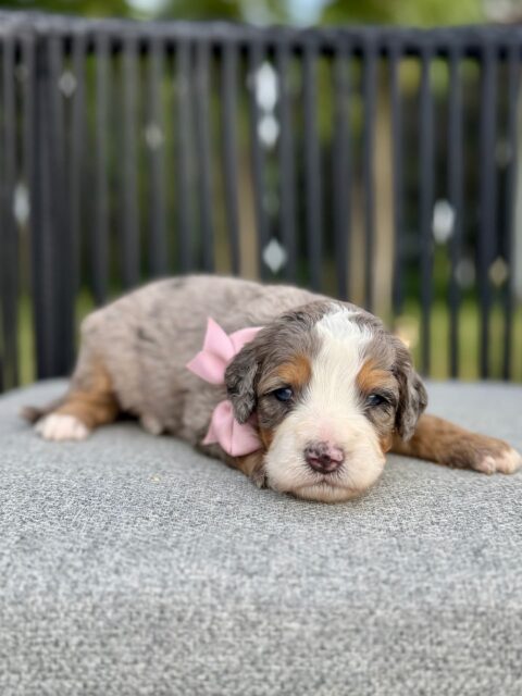 bernedoodle puppy