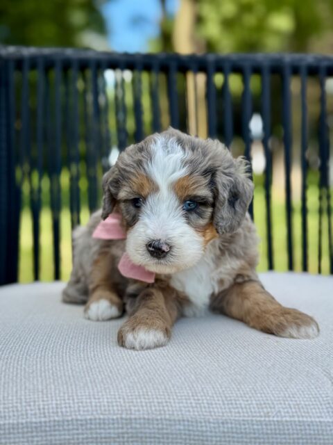 bernedoodle puppy