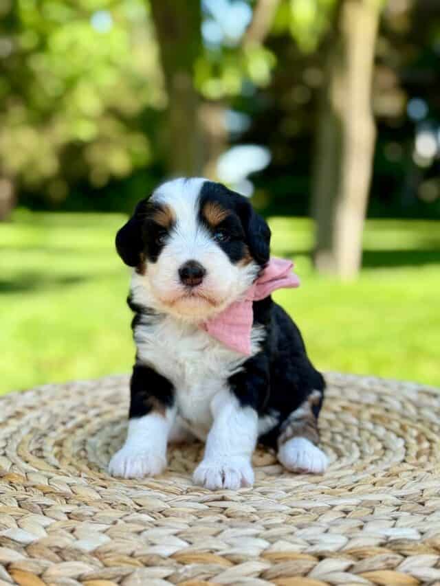 bernedoodle puppy