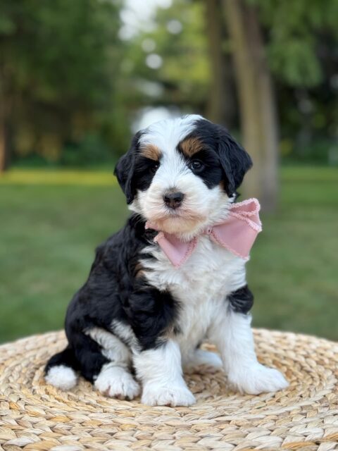 bernedoodle puppy