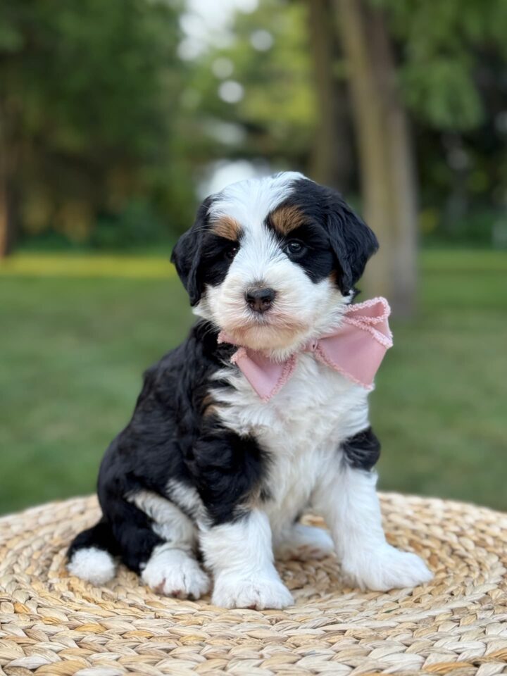 bernedoodle puppy