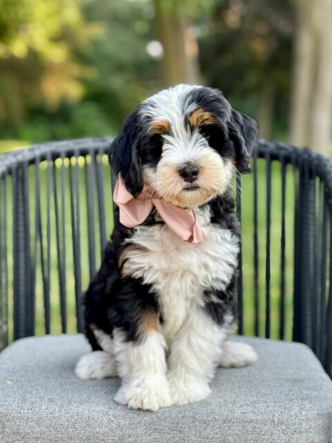 bernedoodle puppy
