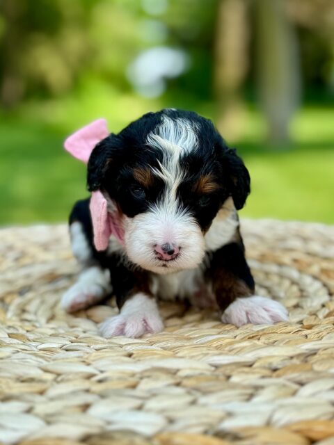 bernedoodle puppy