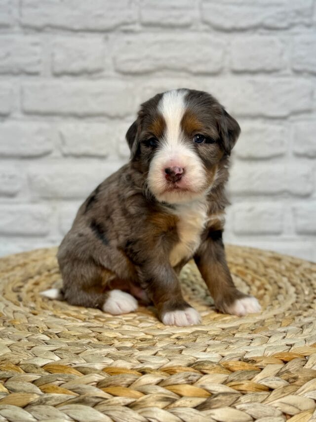 bernedoodle puppy