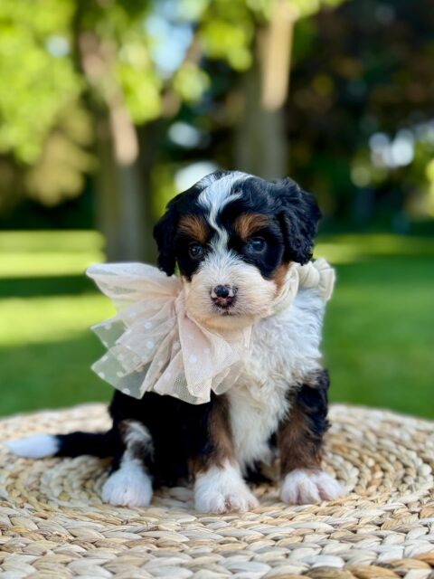 bernedoodle puppy