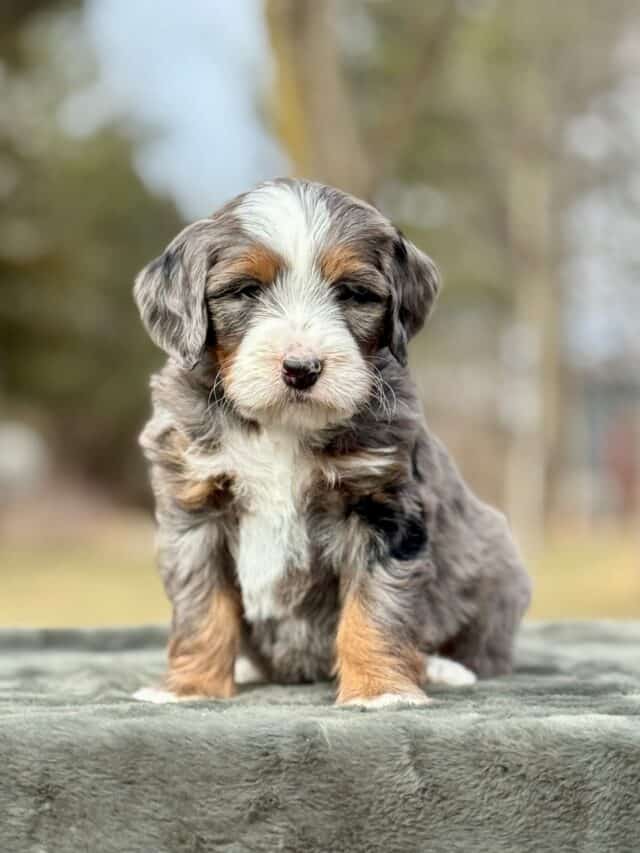 bernedoodle puppy