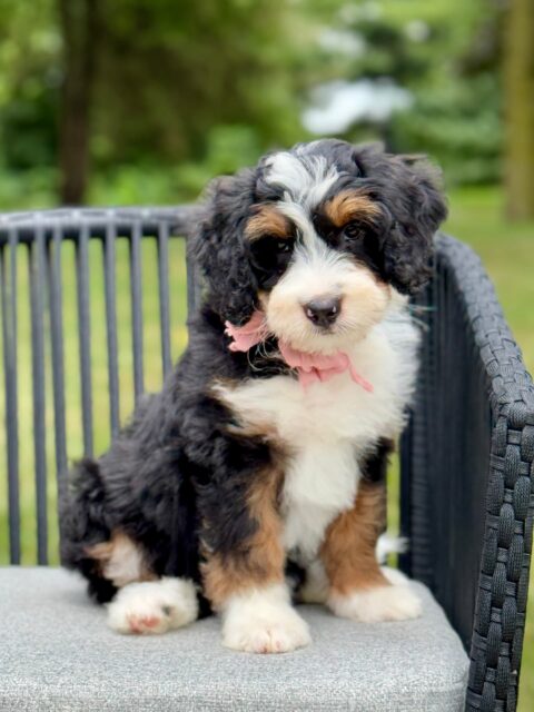 bernedoodle puppy