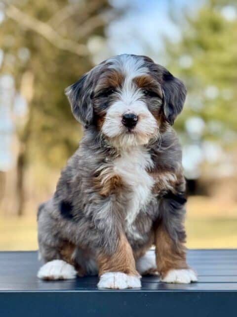 bernedoodle puppy