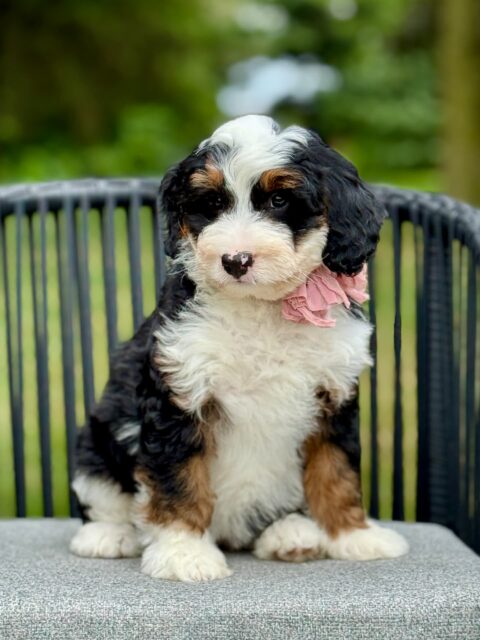 bernedoodle puppy