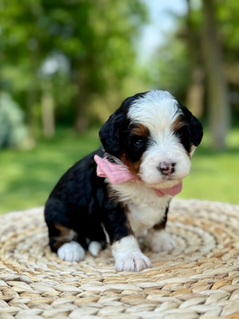 bernedoodle puppy