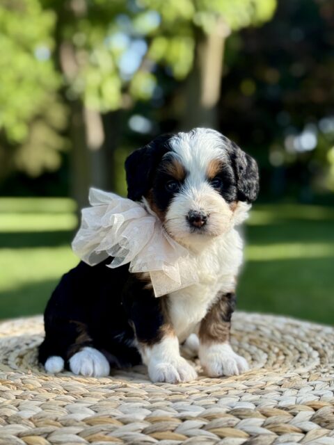 bernedoodle puppy