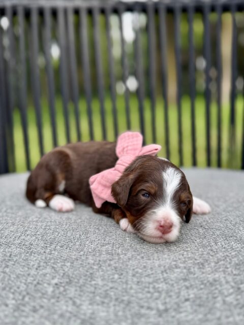 chocolate bernedoodle puppy