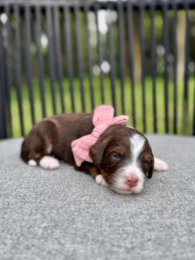 chocolate bernedoodle puppy